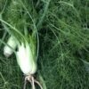 fennel-fronds