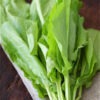 sorrel