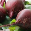 beetroot